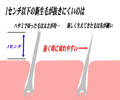 白髪抜き 白髪切り 分00円 白髪を抜きたい 白髪を抜いて欲しい方の為のメニューです