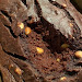 Easiest Way to Make Favorite Dark Chocolate Peanut Butter Banana Bread - Gluten Free