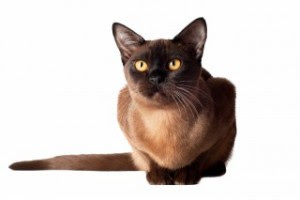 Burmese Cat Breeders And Information