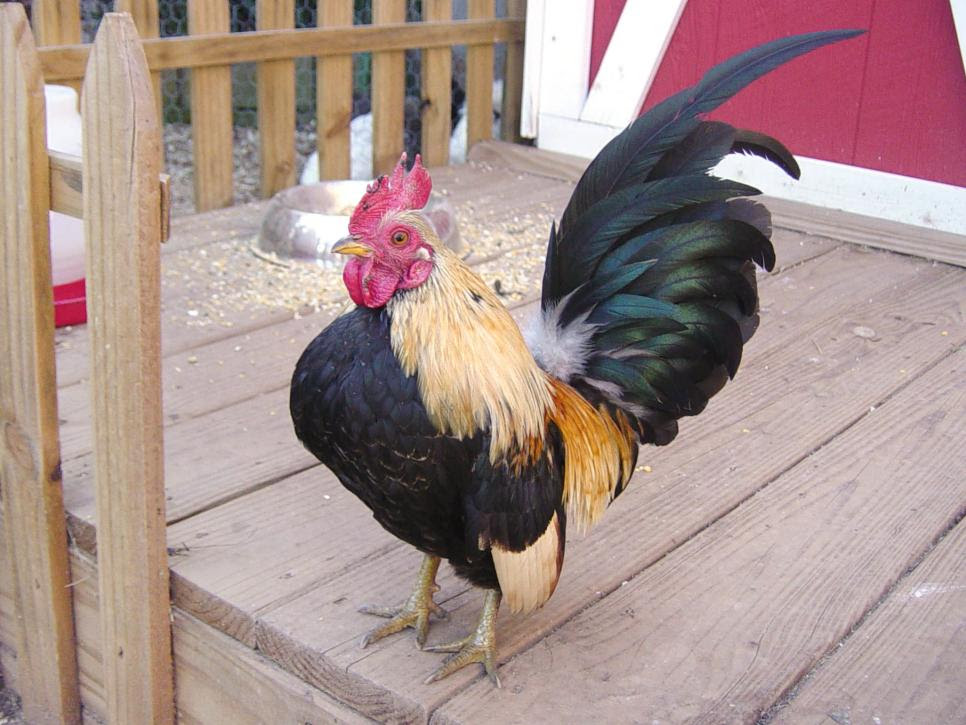 Chicken Breeds Ideal for Backyard Pets and Eggs | HGTV