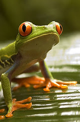 treefrog.jpg