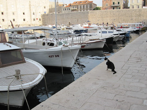 cat and boats in Dubrovnik 2010 