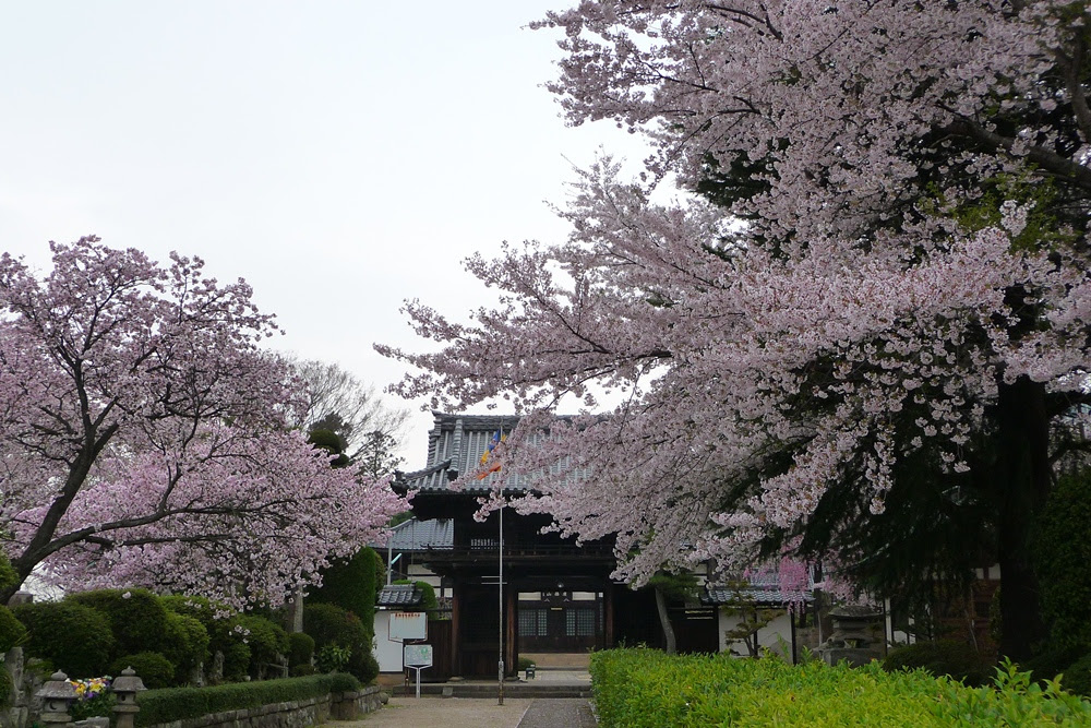 須賀川市 長禄寺の桜 ビリアのブログ