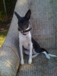 Small Dog: Barking and Potty Training