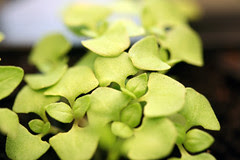 lemon basil