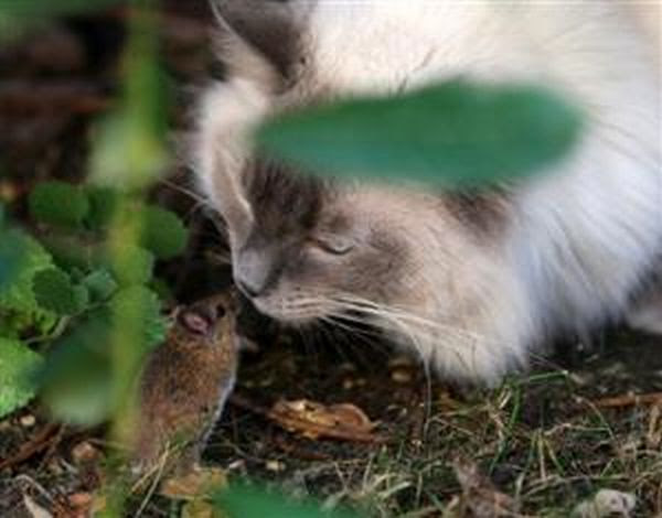 World's Laziest Predators (18 pics) World's
Laziest Predators (18 pics)