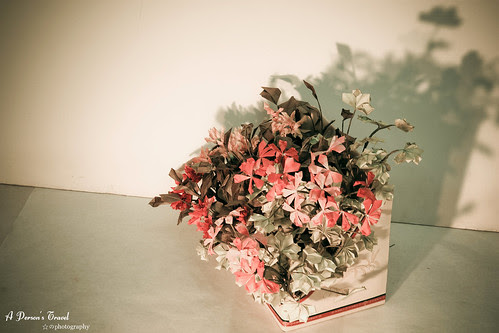 20101113_DPP_0011-2