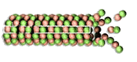 mikrotubule