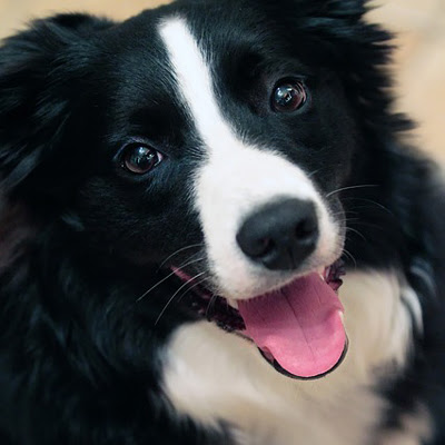 ボーダーコリーの性格としつけの方法 犬の総合情報サイト ペットスマイルニュースforワンちゃん