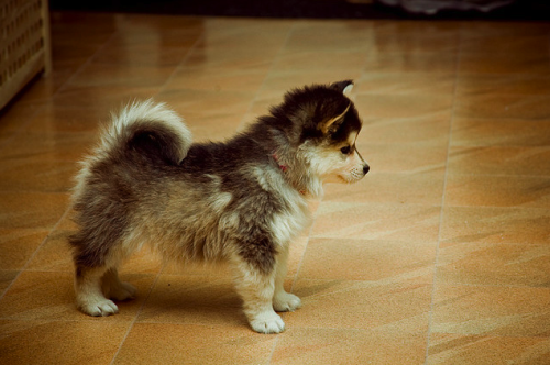 Pomsky = Pomeranian + Husky. THEY EXIST. Pomsky = Pomeranian + Husky.