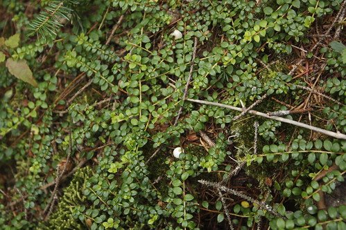 Wild cranberries (5)