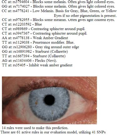 Genes are arranged in long strings of dna called chromosomes. the dna of eye color its complicated kitty coopers blog eye
