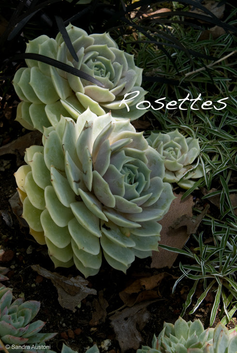The Getty Center - Succulents 