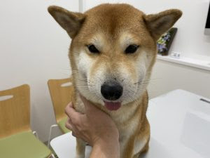 マムシにご用心 ゞ 熊谷夜間救急動物病院