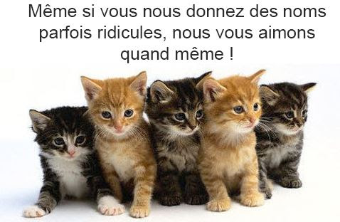 Comment Appelez Son Chat