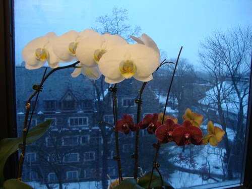 1/18/11 orchids