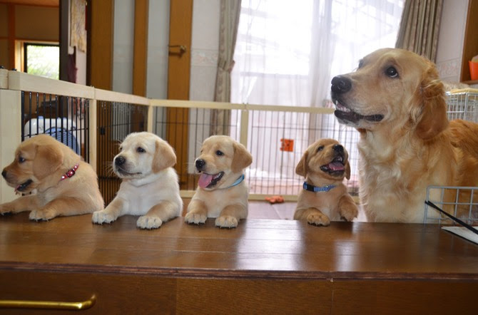 キャリアチェンジ犬 Lady 高津高校22期同窓会 昭和45年卒