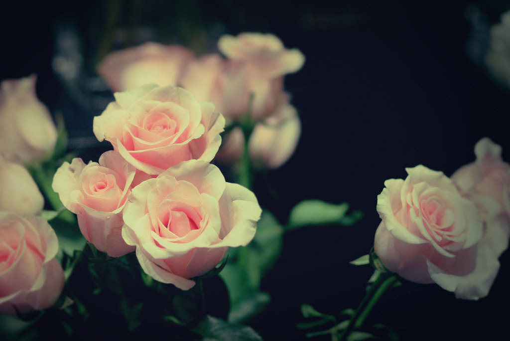フリー画像 花 フラワー 薔薇 バラ ピンク 花 フリー素材 画像素材なら 無料 フリー写真素材のフリーフォト