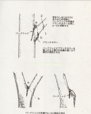落葉広葉樹