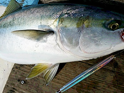 ブリジギングのキモ ジグ選び タックル選び アクション選択が 釣る秘訣 湘南ルアー情報局