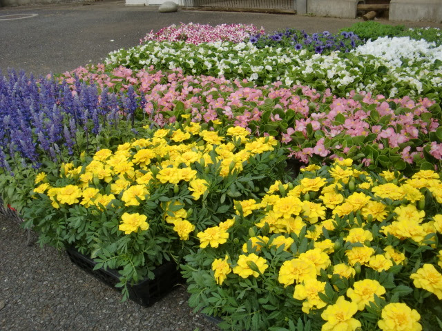 花壇に植える花がそろいました 中田中央公園 横浜市泉区の野球場のある公園