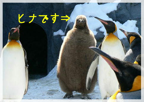 皇帝ペンギン Emperor Penguin の食事 名古屋港水族館 ずぶろぐ Zooblog 動物園の動画ブログ