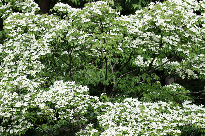 樹木シリーズ27 ヤマボウシ ハナミズキ あきた森づくり活動サポートセンター