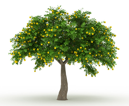 How to Plant Fruit Trees 540 x 442