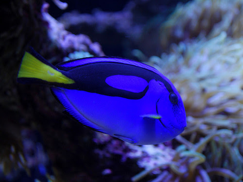 ファインディング ニモ に登場するドリーの魚の種類とは ディズニー裏話 雑学 トリビアが2 000話以上 ディズニーブログ じゃみログ