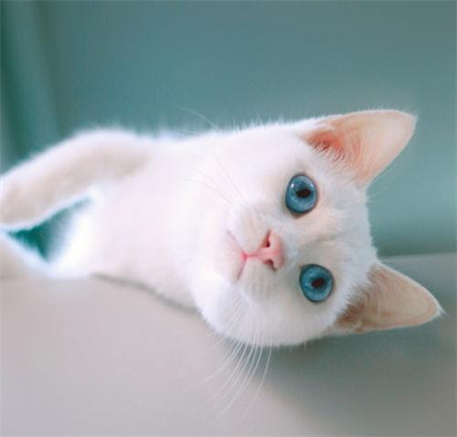 ä¿ç½æ¯è¿å£ç«åçç³ ä¿ç½æ¯ç«ç³çä¸»è¦æå