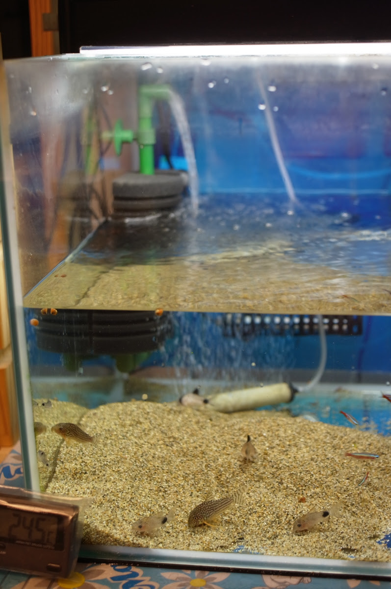 スポンジフィルター 金魚と温泉とワイン