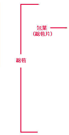 花の構造