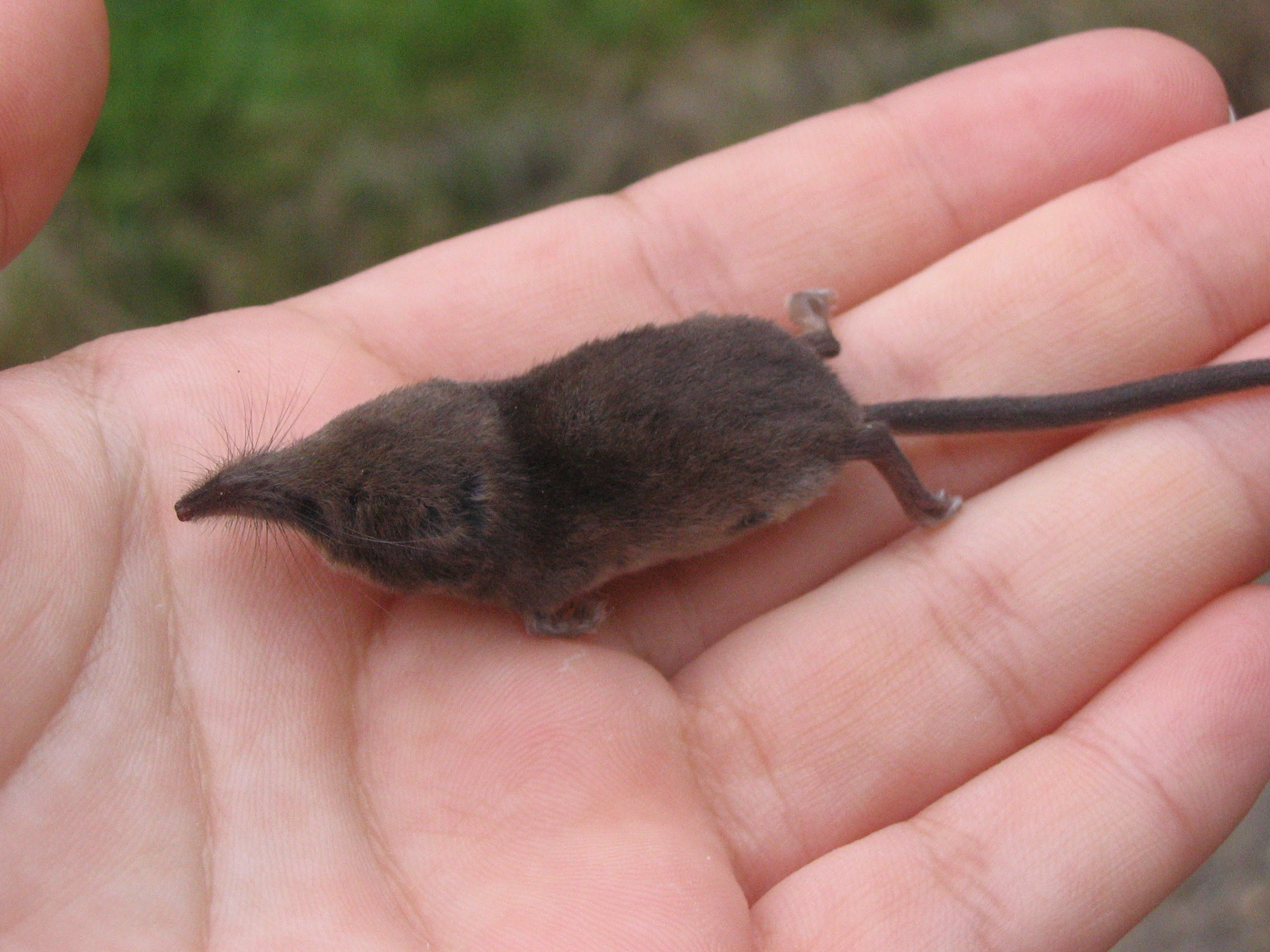 Mammals Order Soricomorpha Shrews And Moles