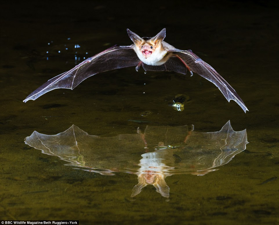 Beth Ruggiero-York was commended for her shot of a Pallid bat in Arizona in the Animal Behaviour category. A camera trap is a remotely activated camera fitted with motion sensors, or an infrared sensor that uses a beam of light as a trigger. They are being placed in remote regions, national parks and in woods and forests to capture animals in their natural environment