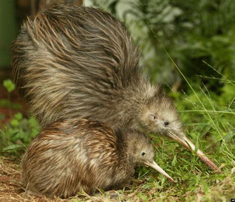 gambar hewan burung kiwi terbaik gambar hewan