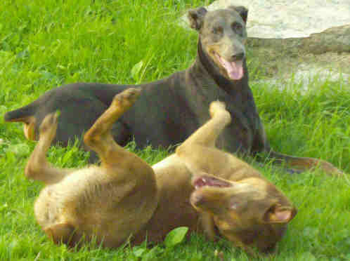 pics of dogs playing