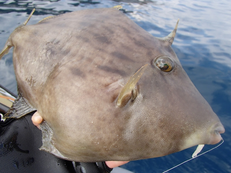 カヤック アサリを締める魔法の粉 カワハギ シーカヤックツーリング カヤックフィッシング