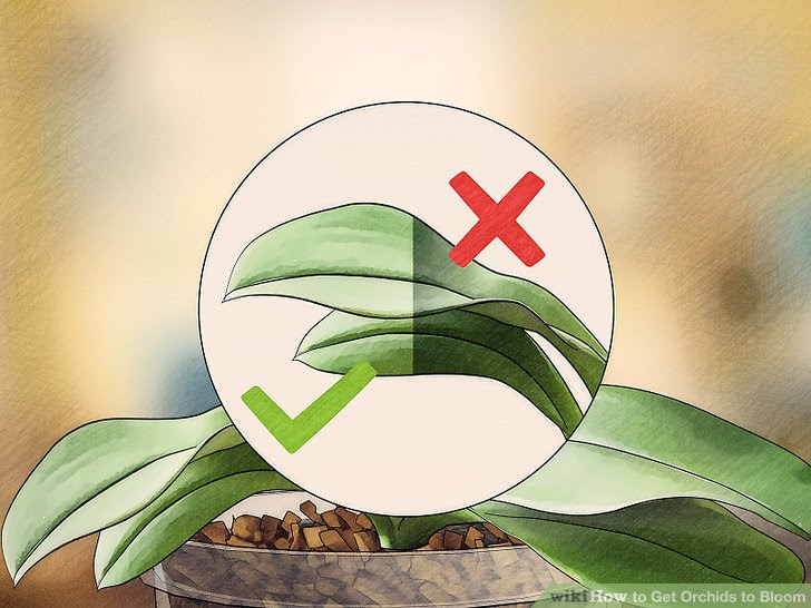 Get Orchids to Bloom Step 9.jpg