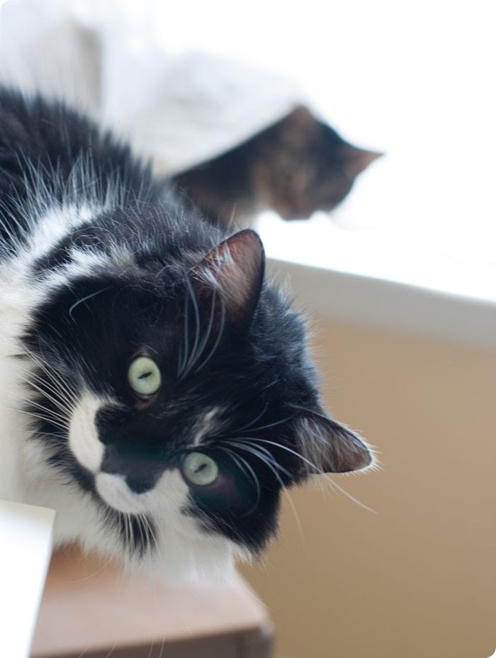 spike the cat ♥