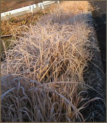 09 from frost to sunshine