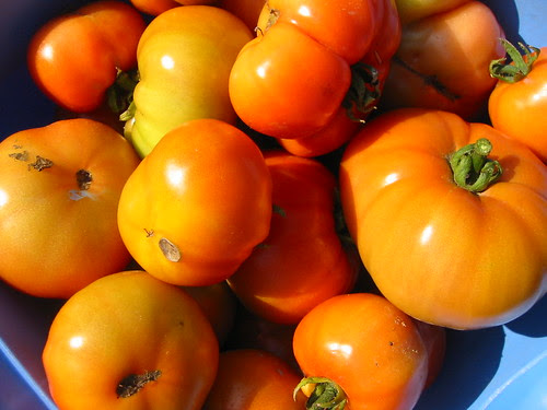 tomatoes at last