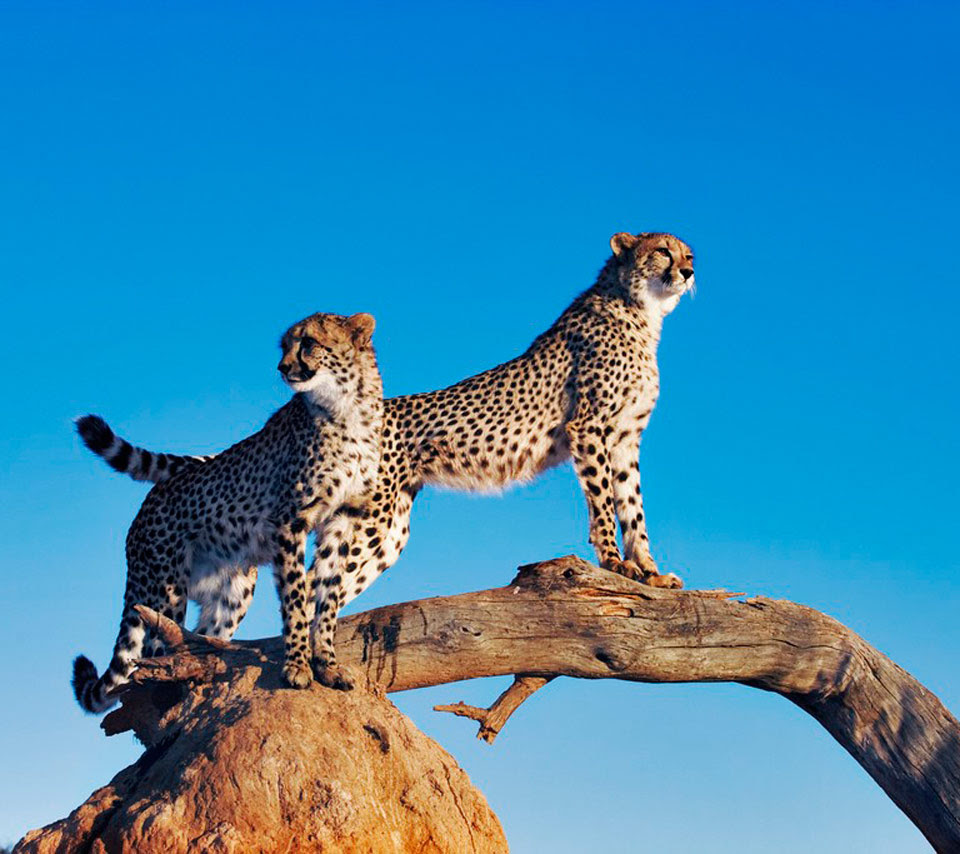 壁紙 チーターのスマホ壁紙960x854 Cheetah 002 Jpg 壁紙box