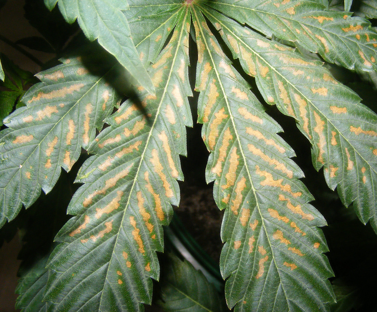 Too many nutrients leaf burn Too many nutrients leaf burn