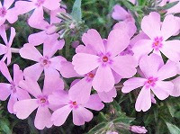４月８日の誕生花 シバザクラ 芝桜 の花言葉 燃える恋 華やかな姿 に 一致 しない 臆病な心 の花 弥生おばさんのガーデニングノート 花と緑の365日 楽天ブログ
