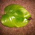 Signs Of Overwatering : Too much moisture in your lawn could make it difficult for dead plant material to be broken down.