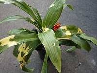 １月２４日の誕生花 オモト 万年青 の花言葉 長命 先祖代々 相続 する万年青い葉と真紅の実 弥生おばさんのガーデニングノート 花と緑の365日 楽天ブログ