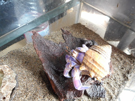 オカヤドカリ エサを食べない理由 るりおかかの気まぐれブログ