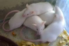 http://t1.gstatic.com/images?q=tbn:ANd9GcQaetPGlNlnTiedaiiRKOSHSpAKyOp9HCzKl-19X8Mje0vxK0ByAyjTQQYj