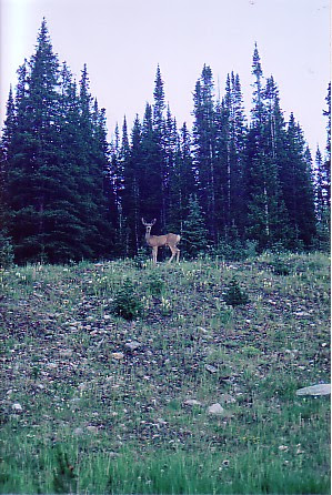 Ouray trip 05 deer by roadside.jpg