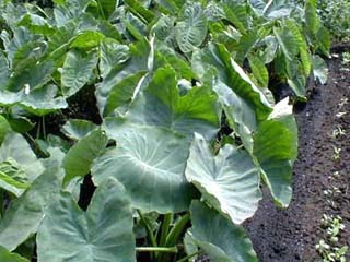 野菜の花 葉 実 サトイモ